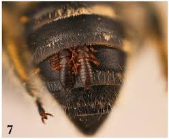 Attēlu rezultāti vaicājumam “Meloe sp. larva”