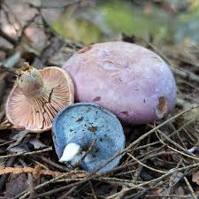 Attēlu rezultāti vaicājumam “Neocudoniella albiceps”