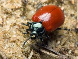 Attēlu rezultāti vaicājumam “Chrysomela populi”