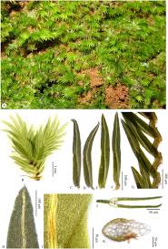 Attēlu rezultāti vaicājumam “Fissidens pusillus”