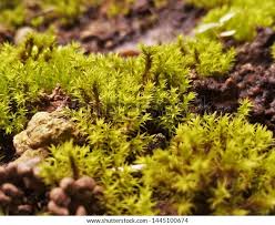 Attēlu rezultāti vaicājumam “Barbula unguiculata macro”