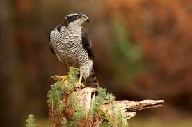 Attēlu rezultāti vaicājumam “Accipiter gentilis adult”