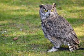 Attēlu rezultāti vaicājumam “Bubo bubo adult”