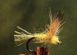 Attēlu rezultāti vaicājumam “Heptagenia sulphurea female”