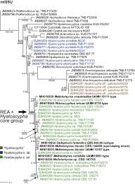 Attēlu rezultāti vaicājumam “Hyaloscypha hyalina”
