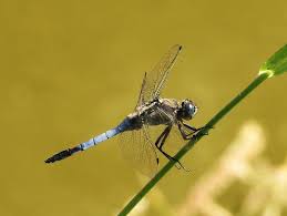 Attēlu rezultāti vaicājumam “Orthetrum cancellatum male”