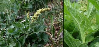 Attēlu rezultāti vaicājumam “Chenopodium bonus-henricus leaf”