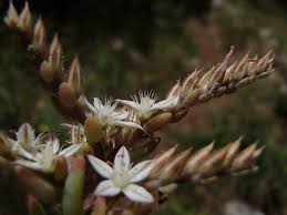 Attēlu rezultāti vaicājumam “Sedum pallidum flower”