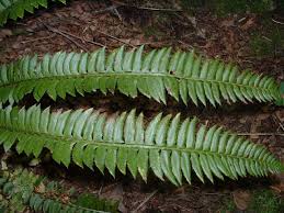 Attēlu rezultāti vaicājumam “Polystichum lonchitis”