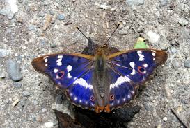 Attēlu rezultāti vaicājumam “Apatura ilia male”