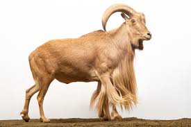 Attēlu rezultāti vaicājumam “Agrodiaetus amandus male”