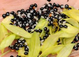 Attēlu rezultāti vaicājumam “Corydalis solida fruit”