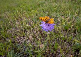 Attēlu rezultāti vaicājumam “Brenthis ino upperside”