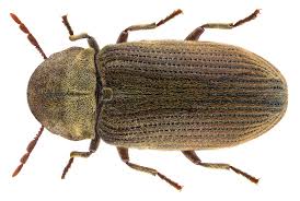 Attēlu rezultāti vaicājumam “Anobium pertinax”