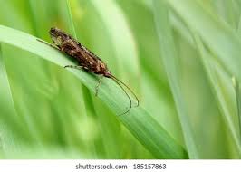 Attēlu rezultāti vaicājumam “Glyphotaelius pellucidus”