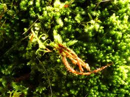 Attēlu rezultāti vaicājumam “Aulacomnium palustre”