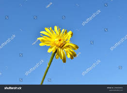 Attēlu rezultāti vaicājumam “Tragopogon pratensis subsp. pratensis bud”