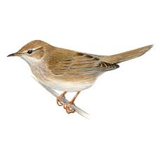 Image result for Locustella luscinioides