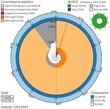 Attēlu rezultāti vaicājumam “Oligia sp.”
