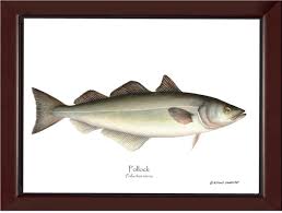 Image result for Pollachius virens