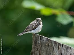Attēlu rezultāti vaicājumam “Muscicapa striata juvenile”