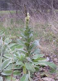 Attēlu rezultāti vaicājumam “Verbascum densiflorum bud”