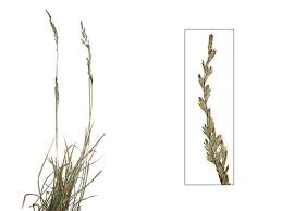 Attēlu rezultāti vaicājumam “Festuca pratensis”