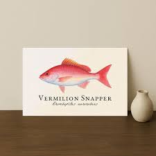 Image result for Rhomboplites aurorubens