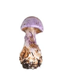 Attēlu rezultāti vaicājumam “Cortinarius traganus”