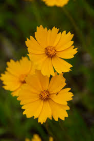 Image result for Coreopsis