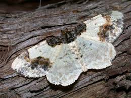 Attēlu rezultāti vaicājumam “Ligdia adustata”