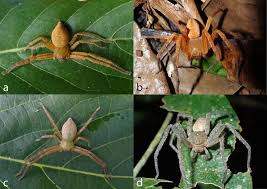 Attēlu rezultāti vaicājumam “Sparassidae”