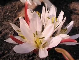 Attēlu rezultāti vaicājumam “Colchicum szovitsii subsp. szovitsii flower”