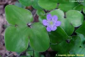 Attēlu rezultāti vaicājumam “Hepatica nobilis”