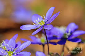 Attēlu rezultāti vaicājumam “Hepatica nobilis flower”
