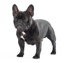 Znalezione obrazy dla zapytania francuski