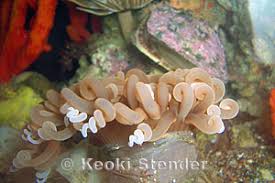 Image result for Anemonenarten