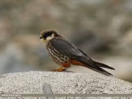 Attēlu rezultāti vaicājumam “Falco subbuteo”