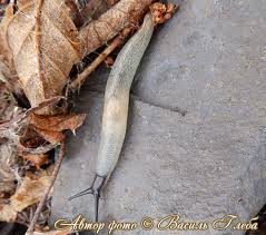 Attēlu rezultāti vaicājumam “Krynickillus melanocephalus”