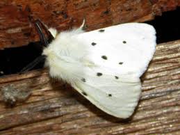 Attēlu rezultāti vaicājumam “Diaphora mendica”