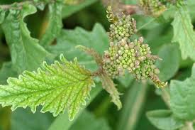Attēlu rezultāti vaicājumam “Sinapis alba flower”