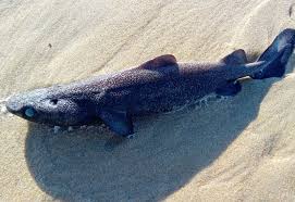 Image result for Dalatias licha