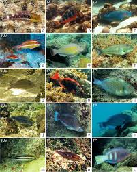 Image result for Scarus zelindae