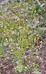 Attēlu rezultāti vaicājumam “Erophila verna flower”