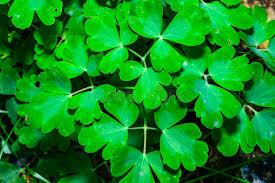 Attēlu rezultāti vaicājumam “Aquilegia vulgaris leaf”