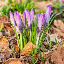 Attēlu rezultāti vaicājumam “Crocus tommasinianus”