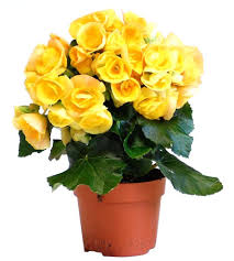 Image result for Бегония Элатиор 12х22 4601887072423