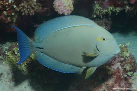 Image result for Acanthurus blochii