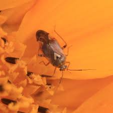 Attēlu rezultāti vaicājumam “Lygus pratensis imago”