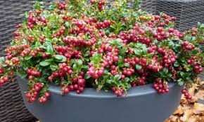 Attēlu rezultāti vaicājumam “Vaccinium vitis-idaea fruit”